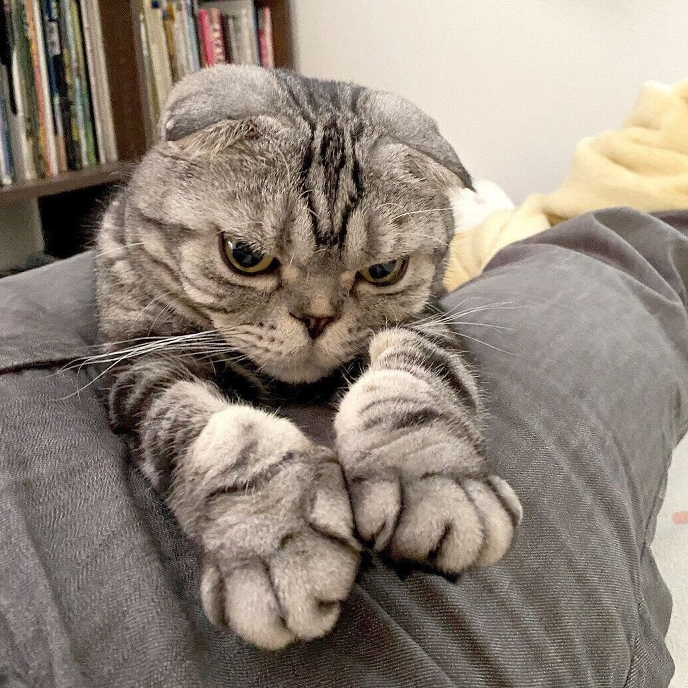 猫とラーメンは似たもの同士 のびのびな猫を膝に乗せながら考えたお話 連載 渋ネコししまるさん 80 ねこのきもちweb Magazine 猫とラーメンは似たもの同士 のびのびな猫を膝に乗せながら考えたお話 連載 渋ネコししまるさん 80 ねこのきもちweb Magazine