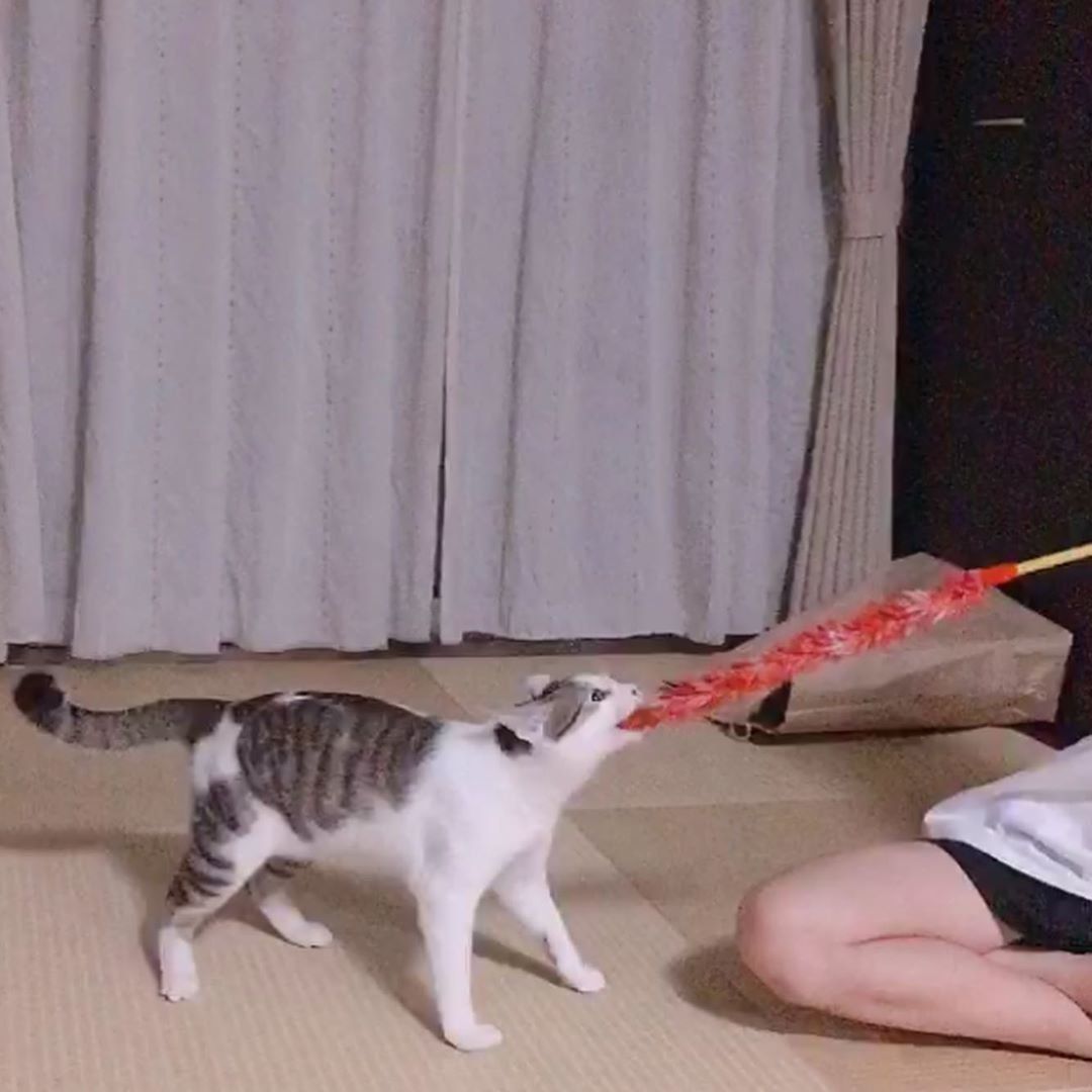 猫じゃらしで綱引きするタラちゃん
