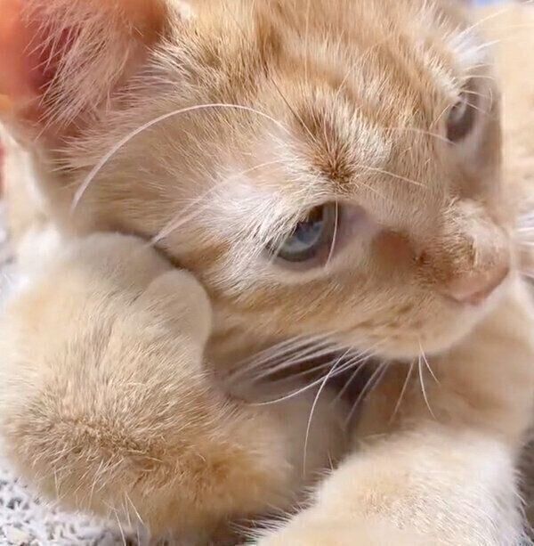 頬杖をつくようなつぶちゃん