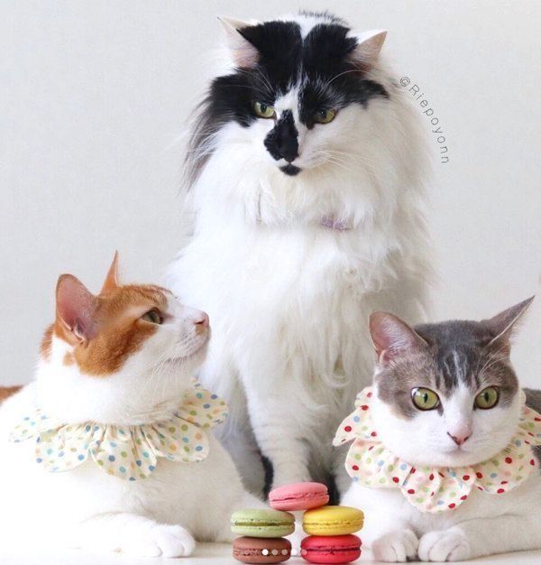 双子猫に寄り添うそらくん