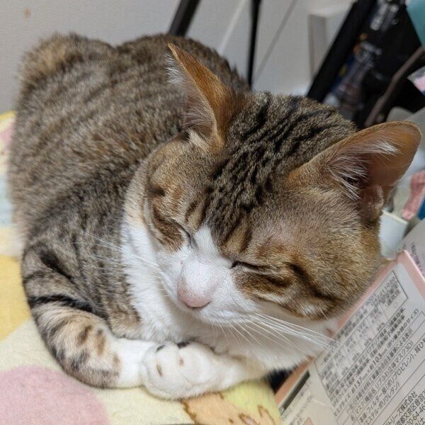 9才になったちびくん