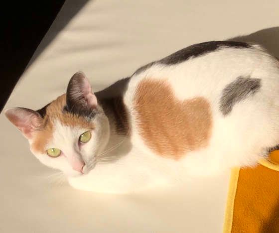 朝日を浴びる猫