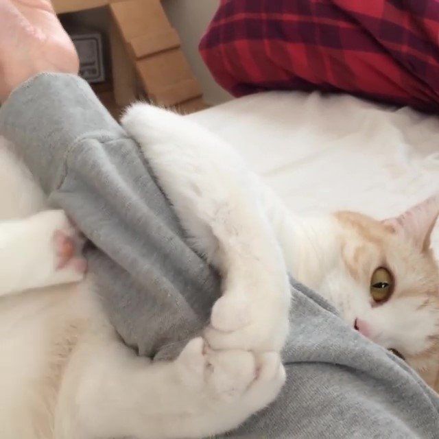 けりけりする猫