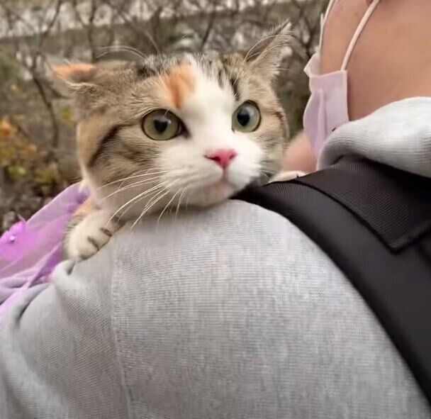 ミヌエットの散歩