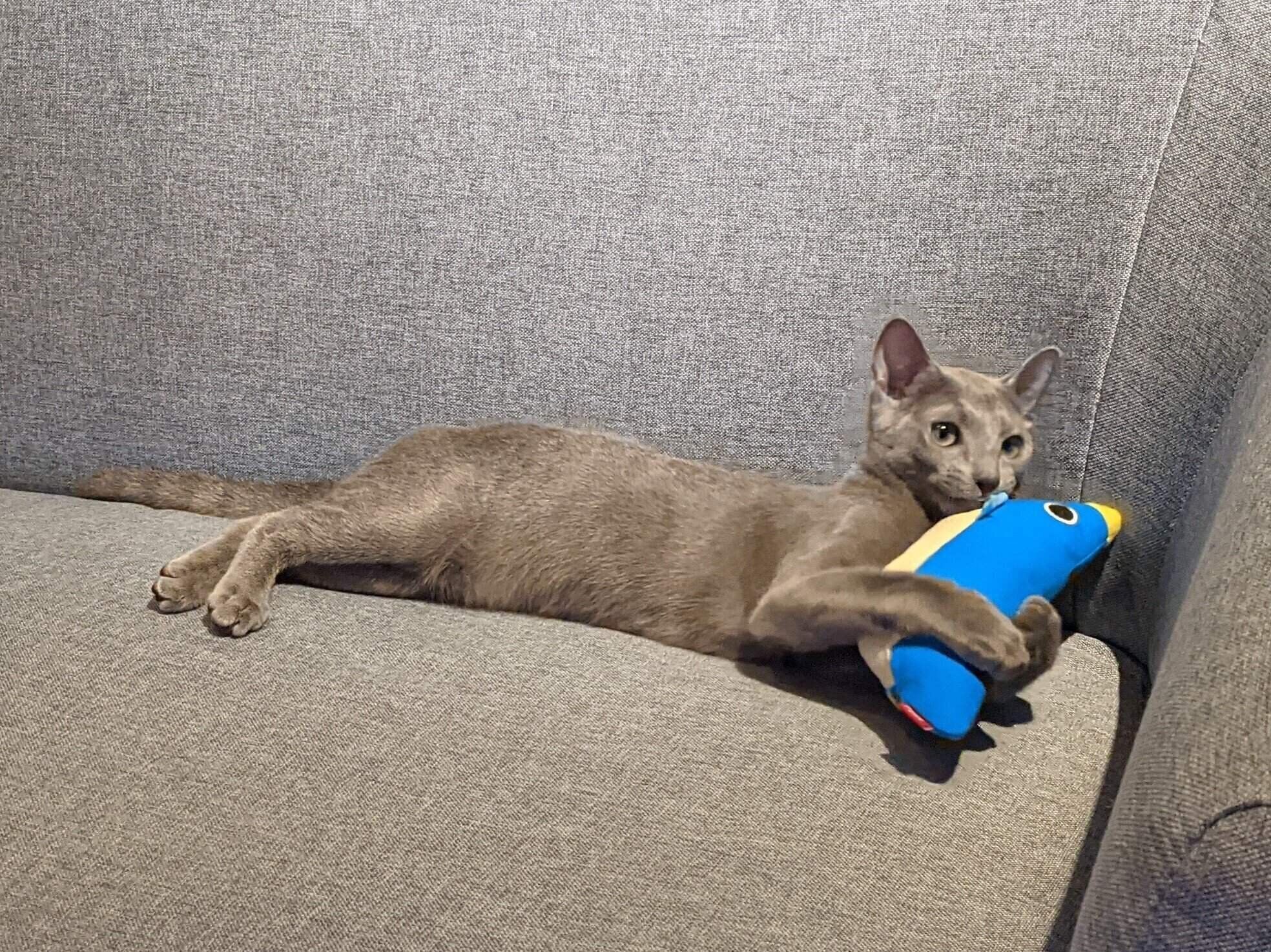 おもちゃで遊ぶロシアンブルーの子猫