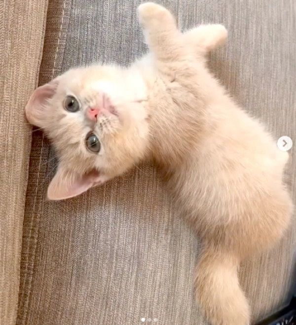 寝転がるむぎくん