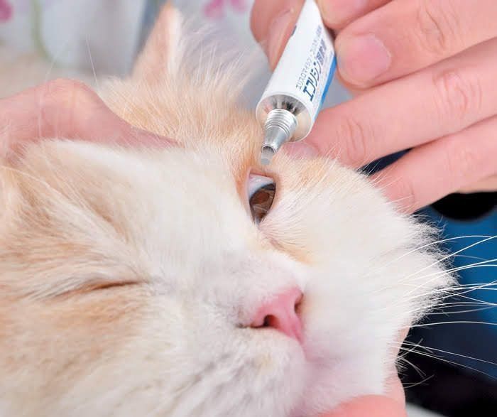 眼軟膏を塗られる猫