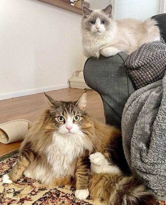 飼い主さんを見つめるしろあんちゃんとむーむーくんコンビ