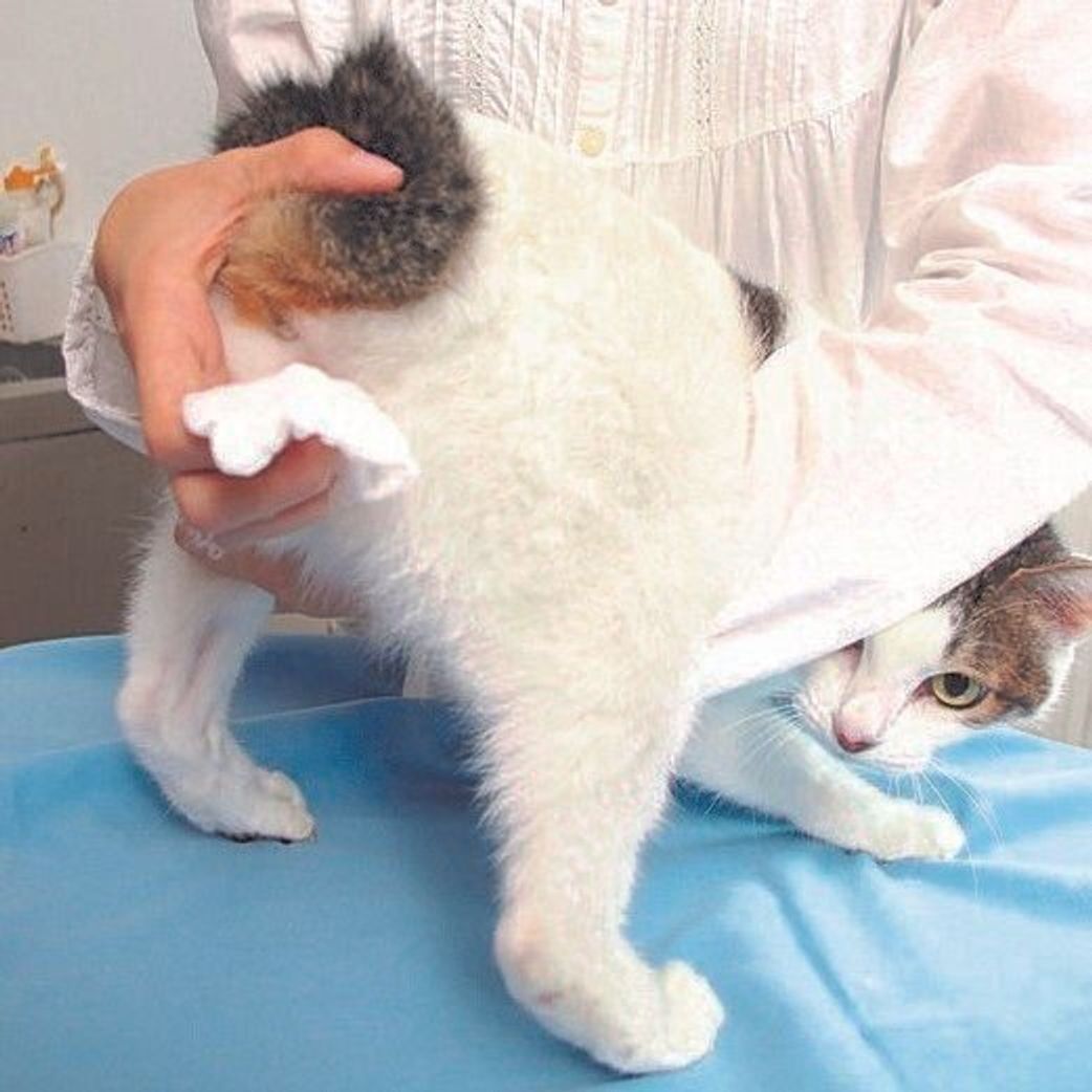いつも丸見えで歩いてるけど 猫の お尻 は拭くべき 拭かなくていい ねこのきもちweb Magazine いつも丸見えで歩いてるけど 猫の お尻 は拭くべき 拭かなくていい ねこのきもちweb Magazine
