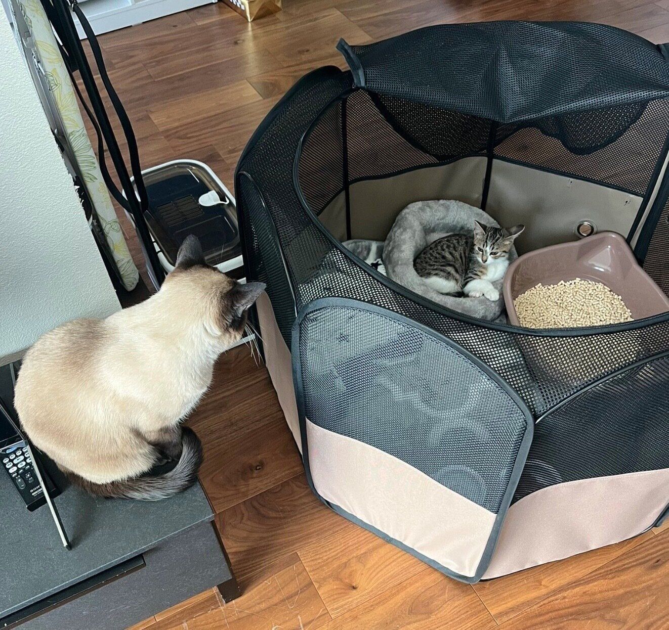 ナギちゃんを見つめるココちゃん