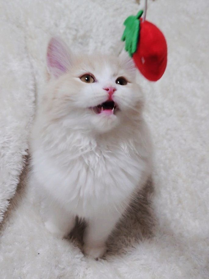 子猫の頃のラガマフィン