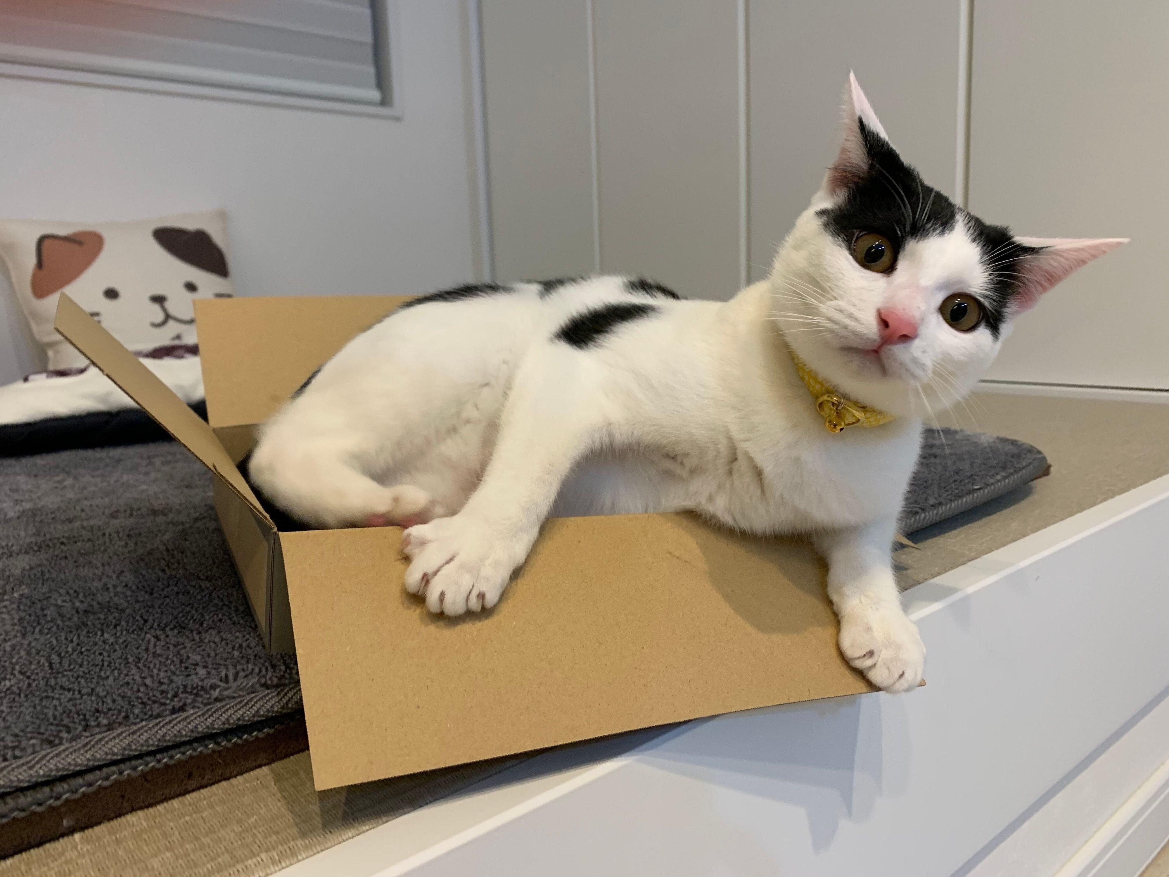 箱の中に入るおむすびくん