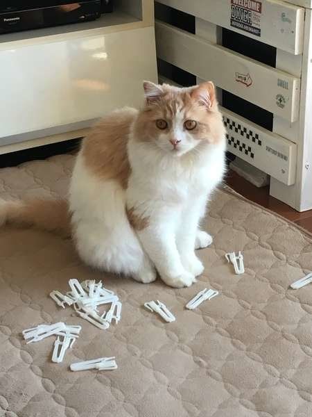 カーテンレールとハルくん