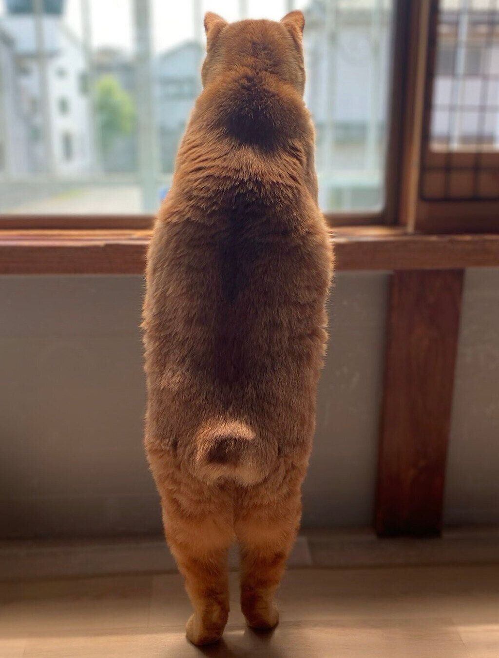 ニャルソック中のさっちゃん