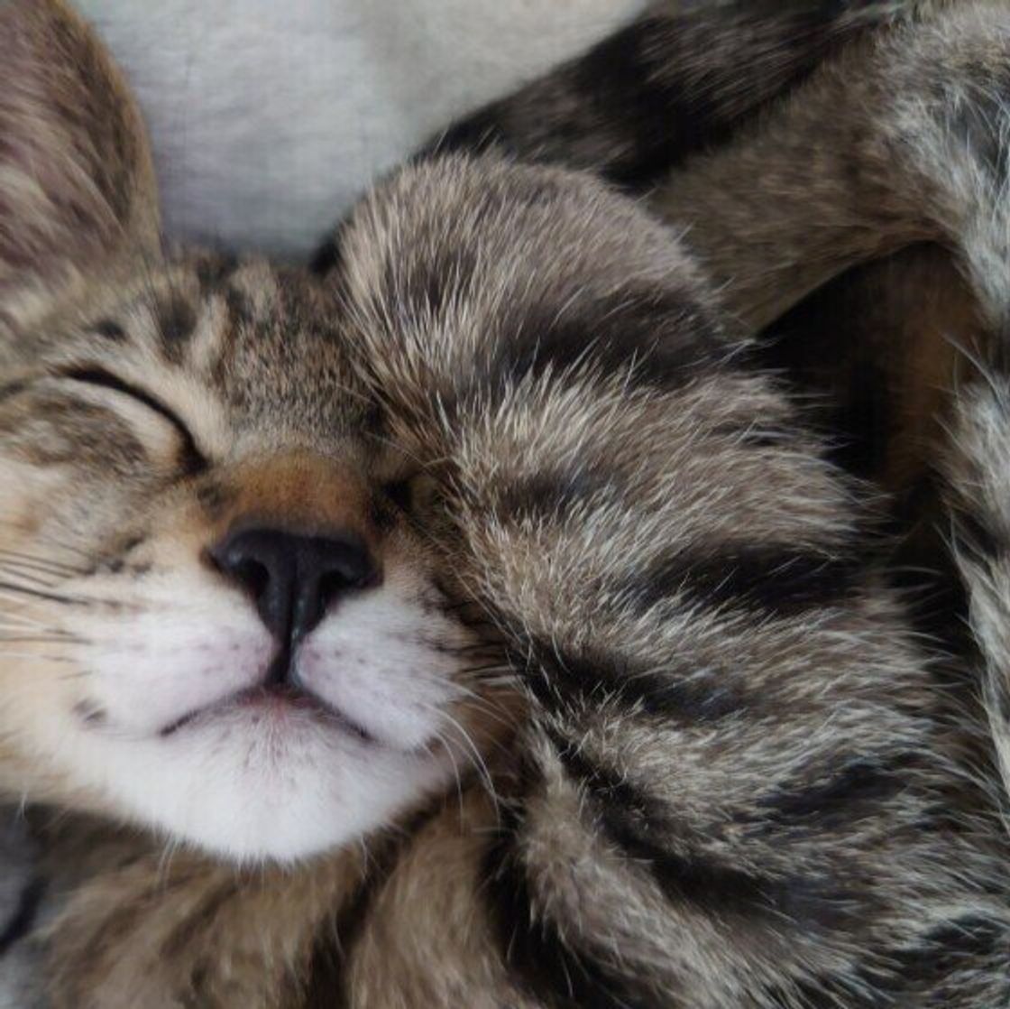 妊娠中の猫飼い主さんが気をつけたい トキソプラズマ感染症 獣医師解説 ねこのきもちweb Magazine 妊娠中の猫飼い主さんが気をつけたい トキソプラズマ感染症 獣医師解説 ねこのきもちweb Magazine