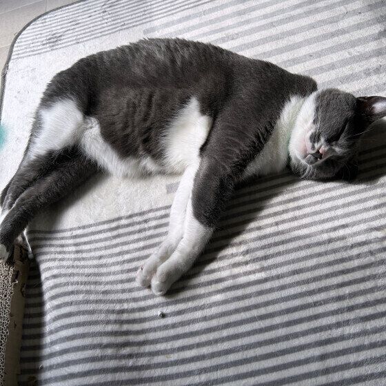 MIX　黒　ケビン・スチュワート・ボブ  M