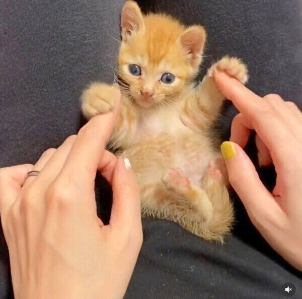 まったりするわさびちゃん