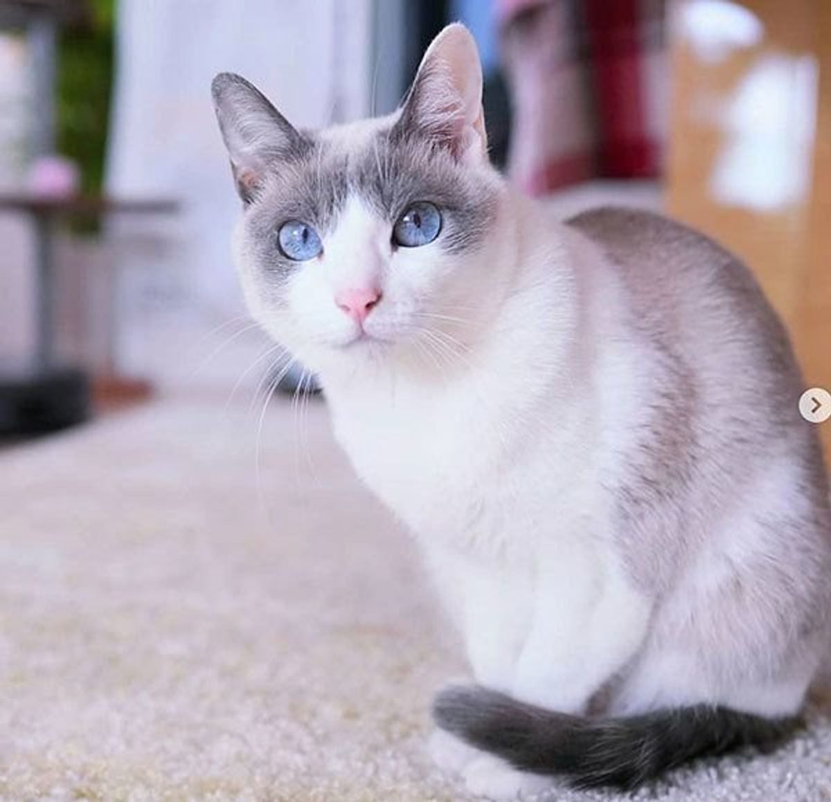 ごはんが待てない猫 催促の鳴き声がかわいすぎなので 聞いて ねこのきもちweb Magazine ごはんが待てない猫 催促の鳴き声がかわいすぎなので 聞いて ねこのきもちweb Magazine