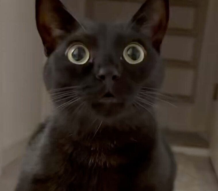 まんまるな目が可愛いうにくん