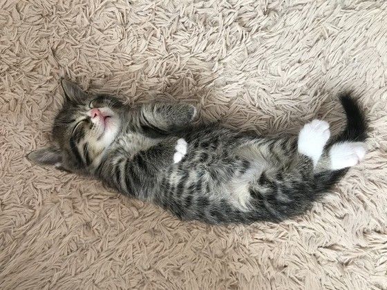 ヘソ天するマンチカン