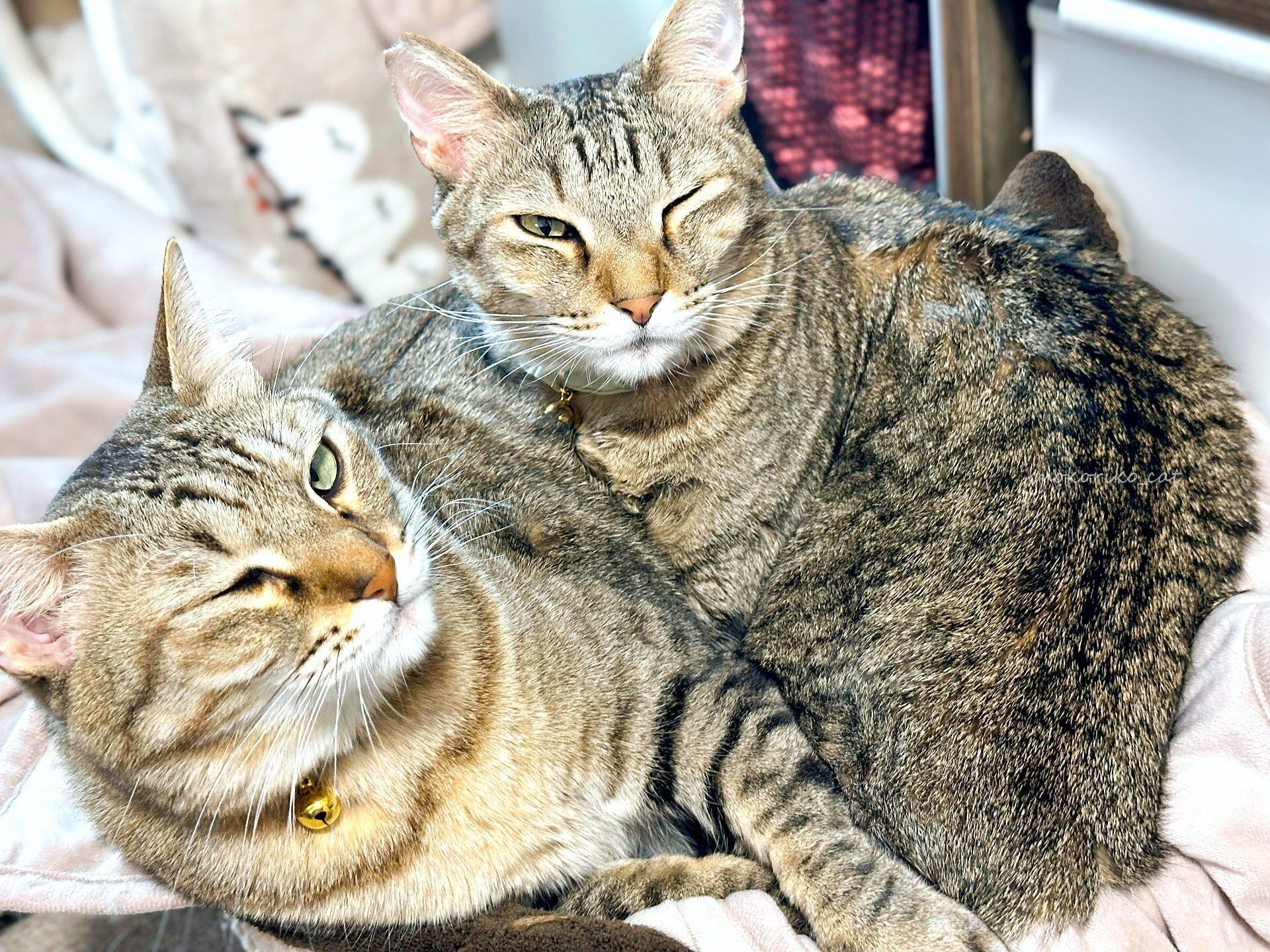 ウィンクをしている2匹の猫