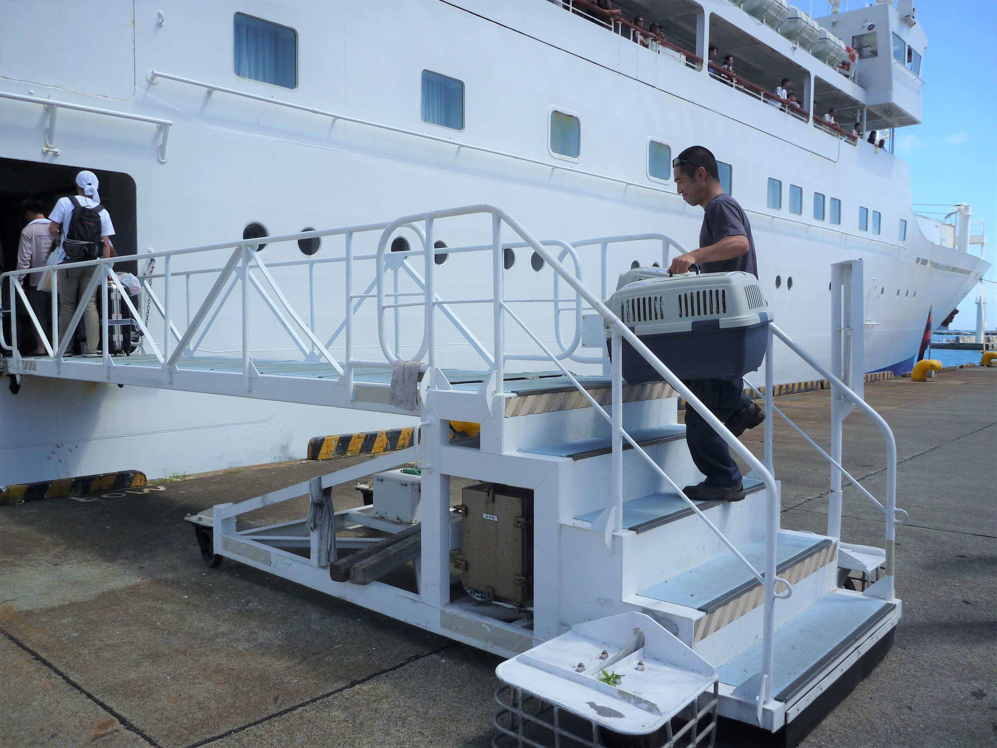 写真提供／小笠原ネコプロジェクト