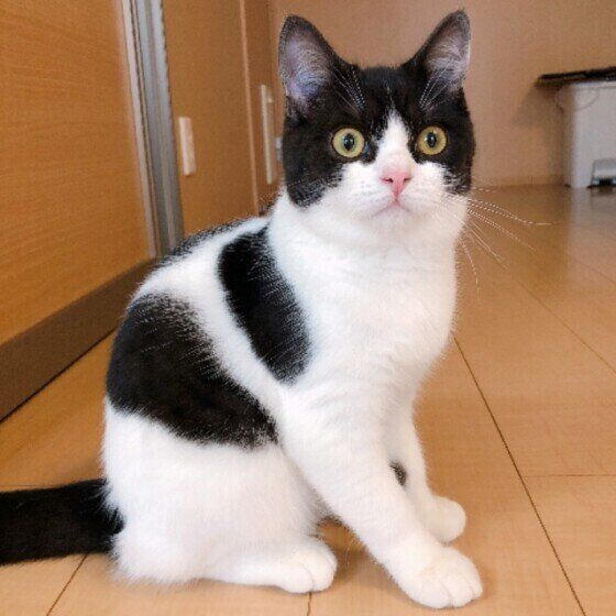 目を丸くしたマンチカン