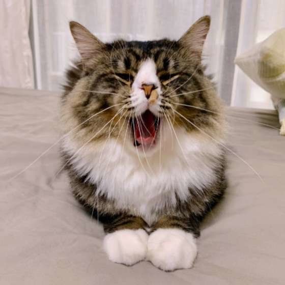 あくびしているMIXキジトラ