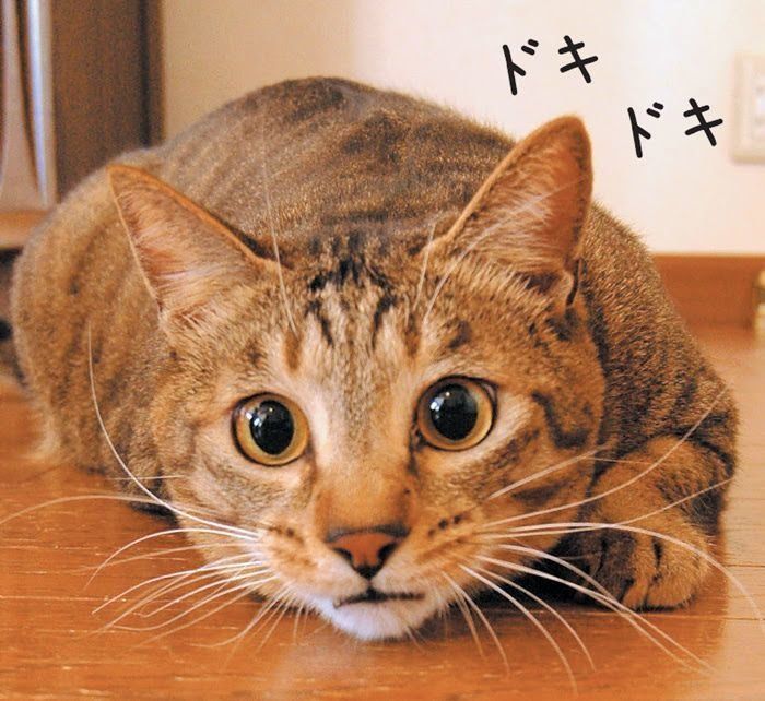 興奮したり緊張したりしているときの表情