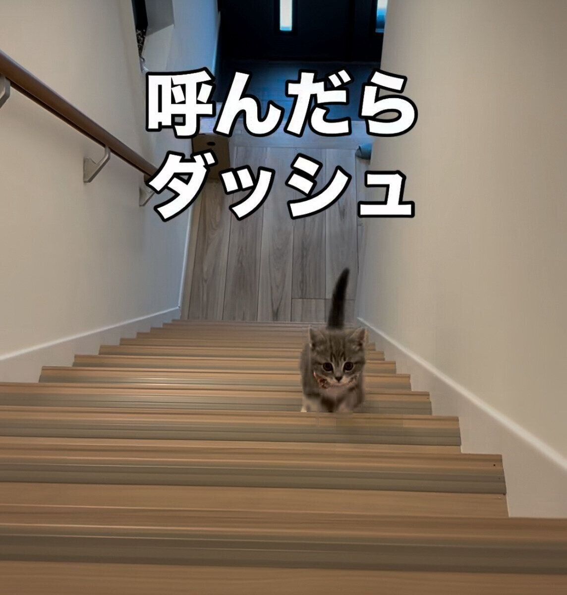 飼い主さんに気が付き必死に階段を駆け上がるメロンちゃん