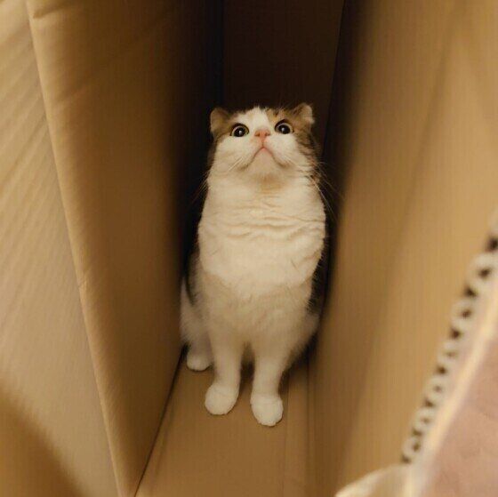 スコティッシュフォールドのねーさんちゃん