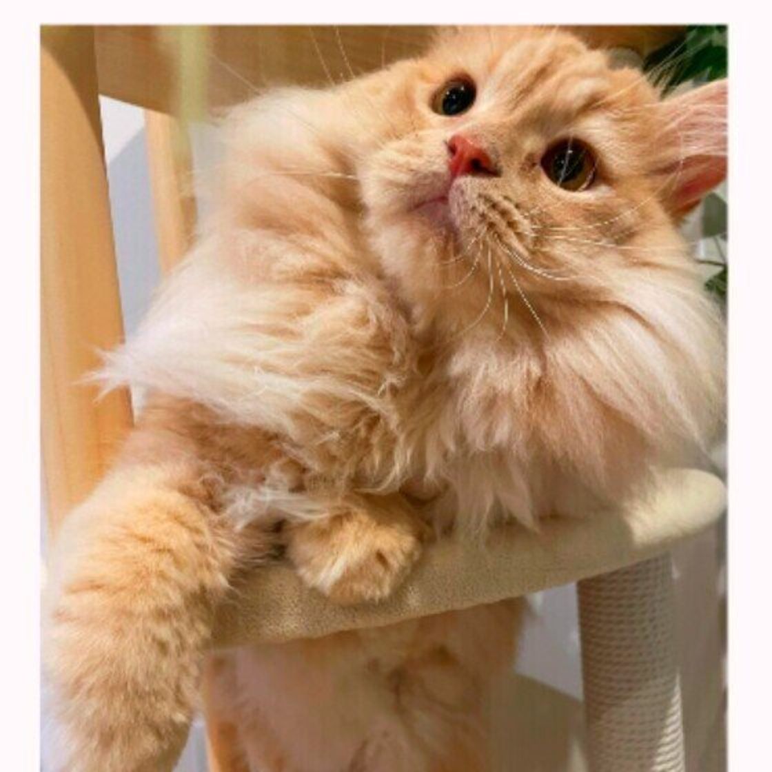 まるでぬいぐるみみたい もふもふの猫 ラガマフィンが愛らしい ねこのきもちweb Magazine まるでぬいぐるみみたい もふもふの猫 ラガマフィンが愛らしい ねこのきもちweb Magazine