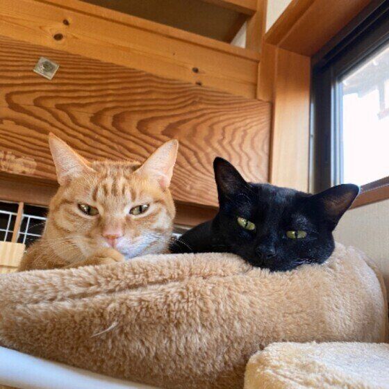 眠そうな、つなちゃんとのりちゃん