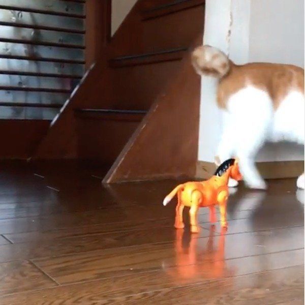 馬のおもちゃをスルーする猫