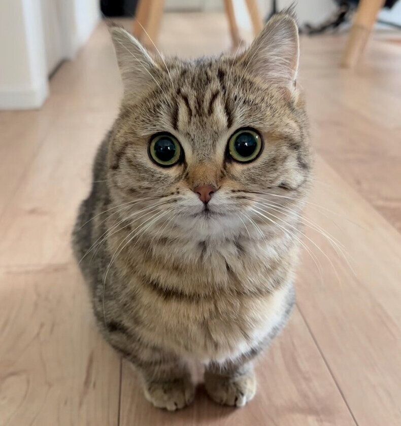 おとなになったふうちゃん
