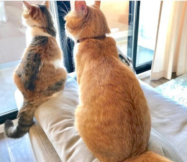 元保護猫のきなこちゃんと、スコティッシュフォールドのおもちちゃん