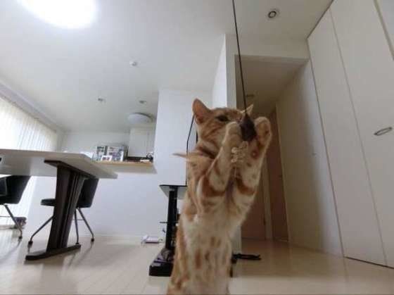 ナイスキャッチのアメリカンショートヘア