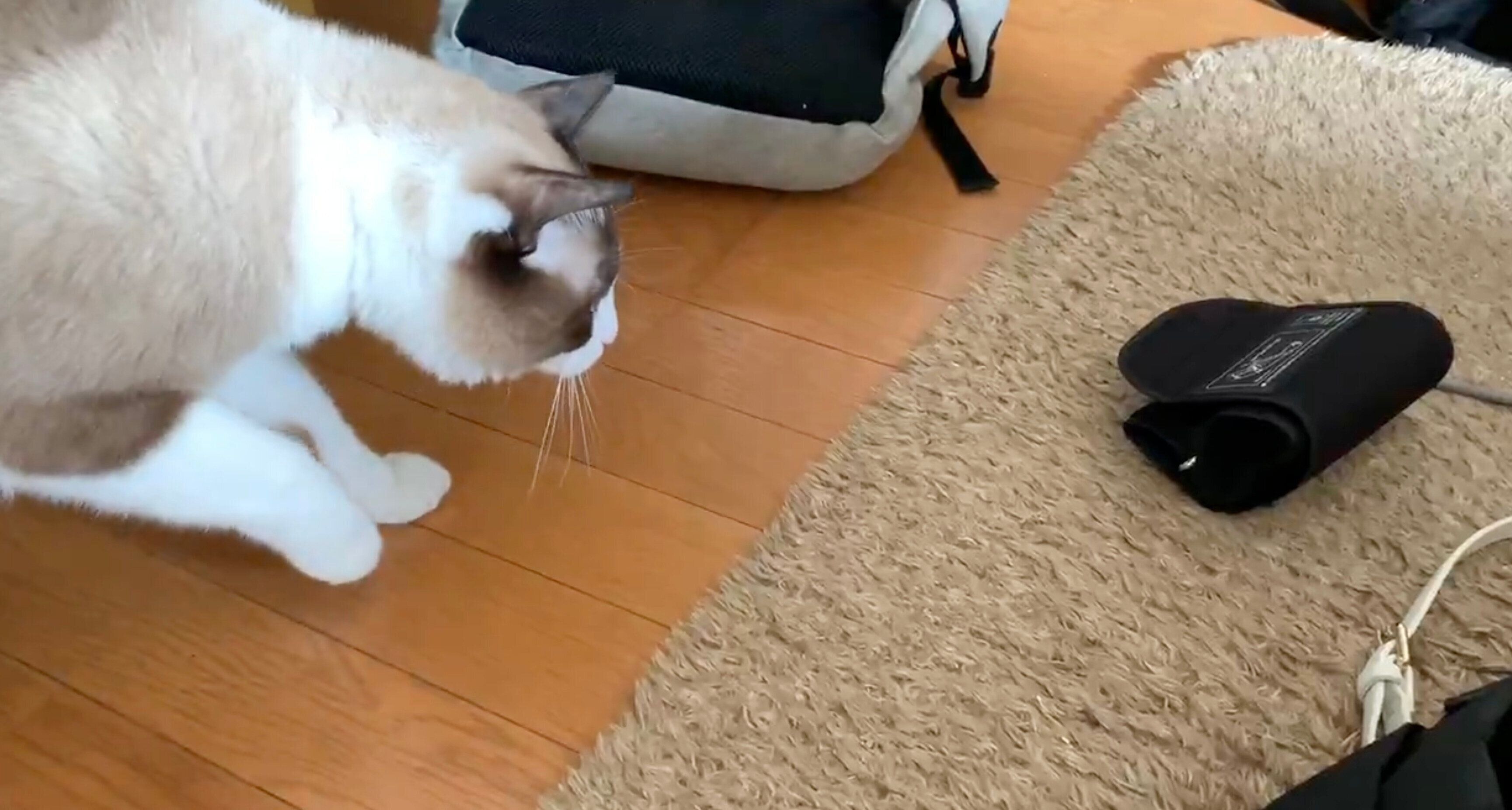 血圧計に猫パンチしようとするふっくん