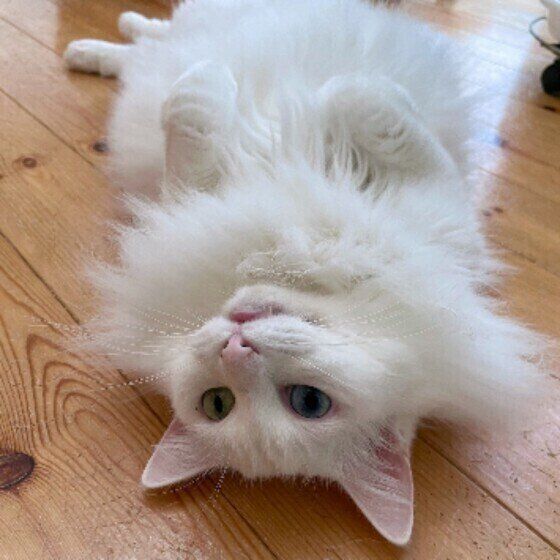 へそ天している果南ちゃん