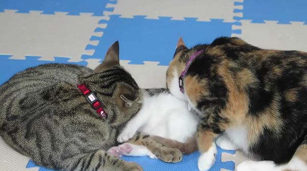 孫を溺愛する猫