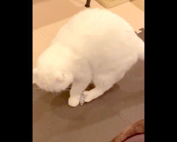 おもちゃを後ろ左足で蹴るむくちゃん