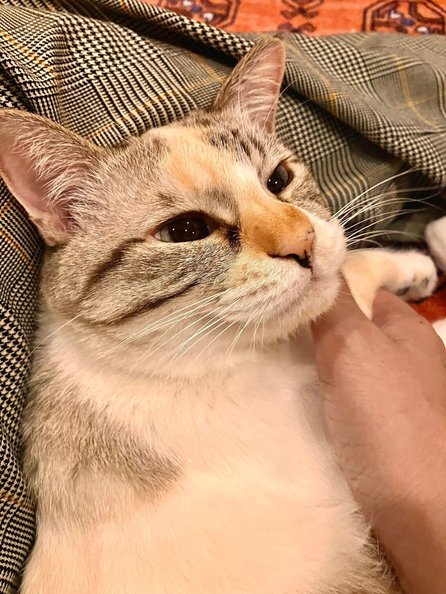 大好きな甘えん坊タイムに、とろけた表情を見せるルールーちゃん