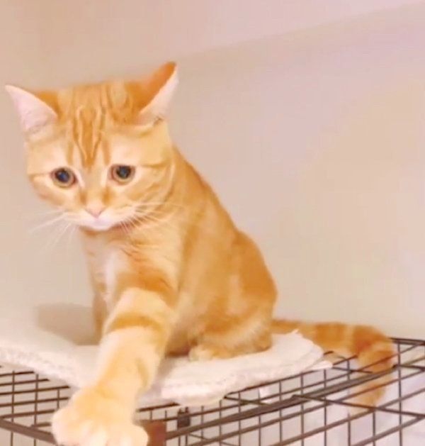 ふみふみする茶トラのhanaちゃん