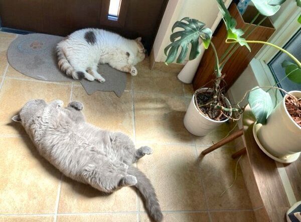 パパさんが帰ってくるのを待つポッケくん、ニットちゃん