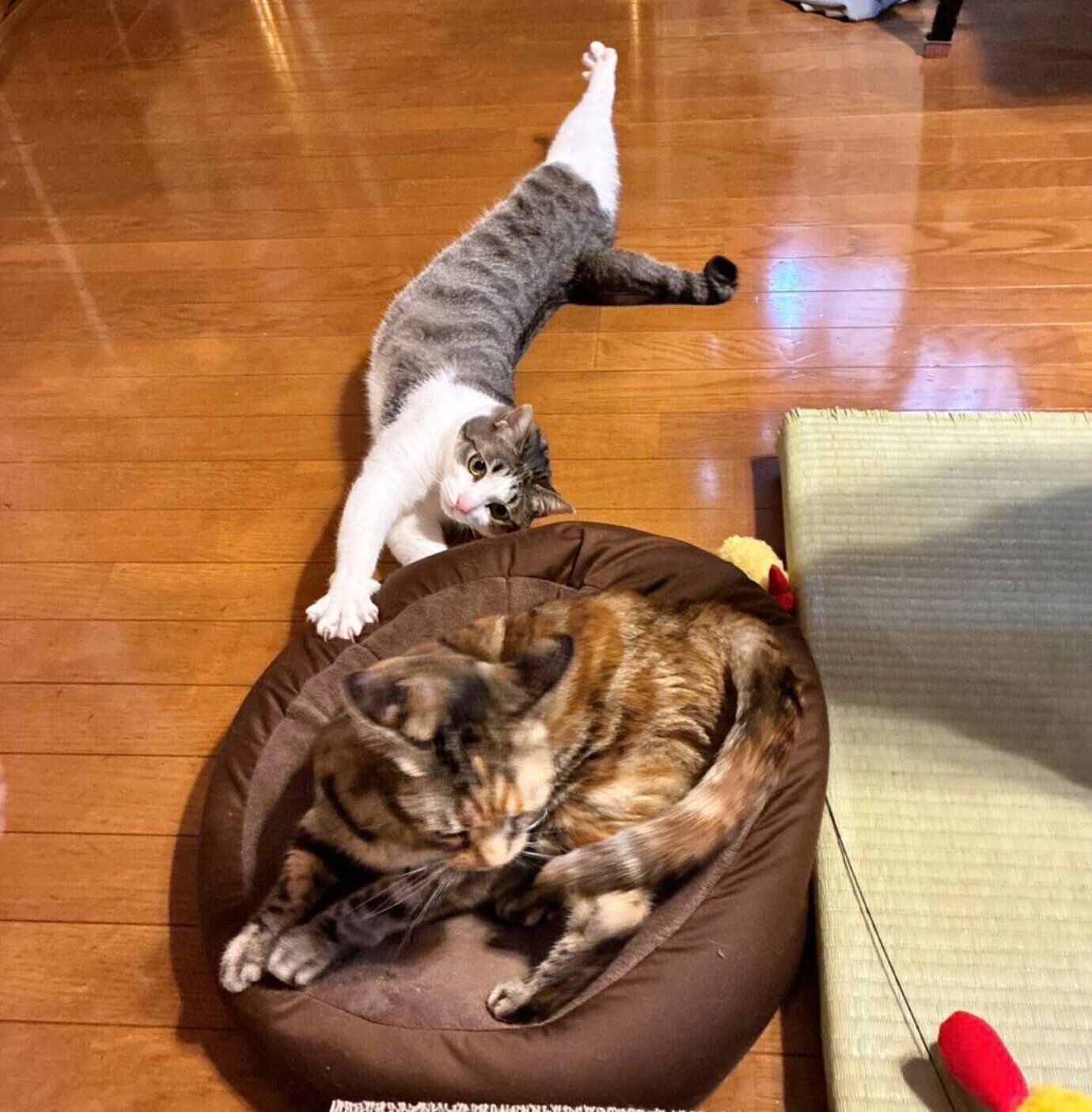 茶子さんにかまってアピールをする琥珀くん