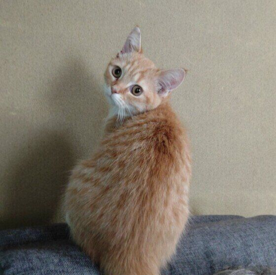 マンチカンのたまもちゃん