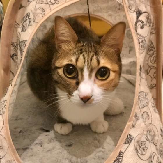 上目遣いをする三毛猫