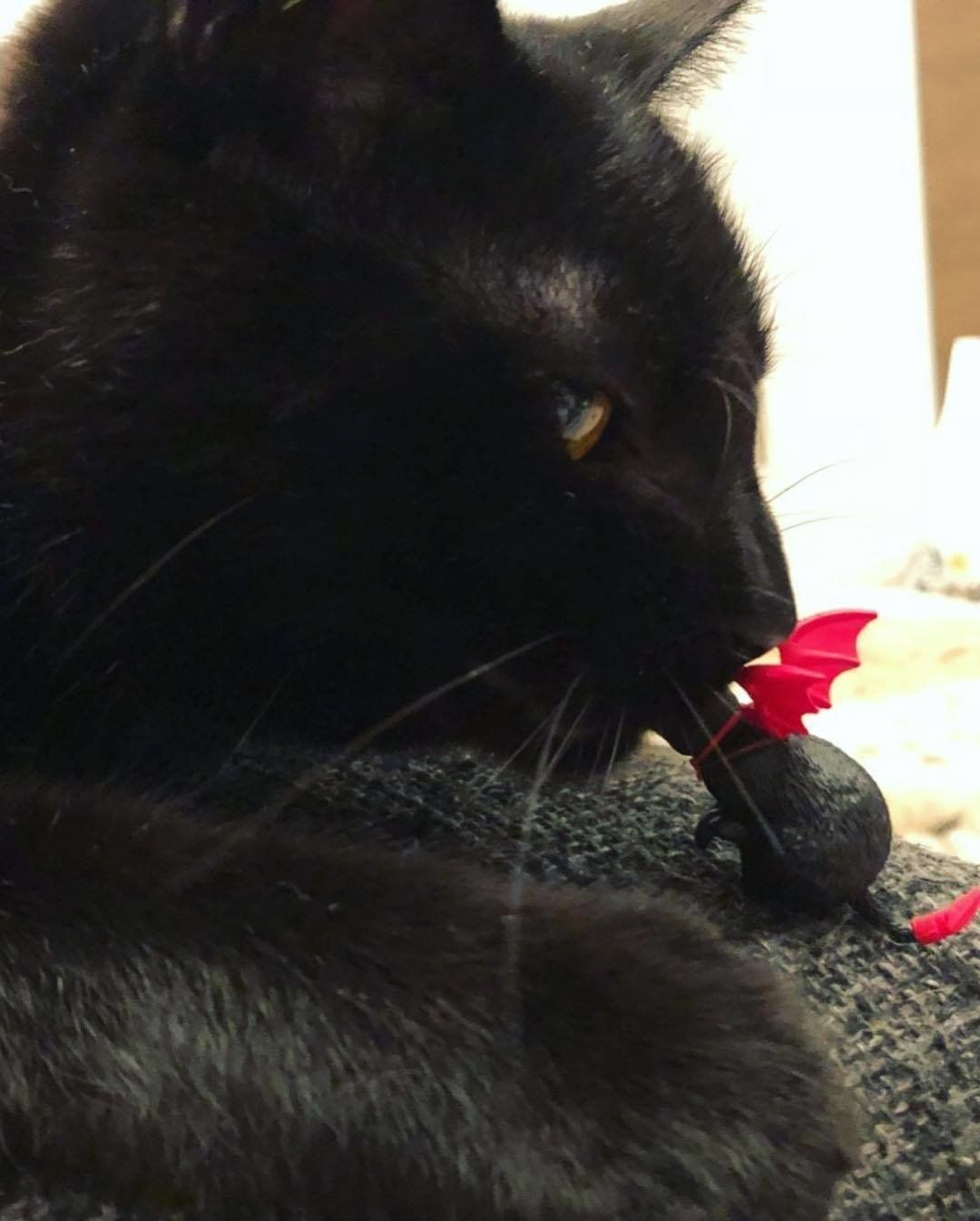 黒猫と食べられる赤マントのふちねこ