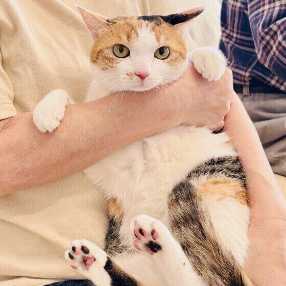 Mix（ミケ）の扇ちゃん♪