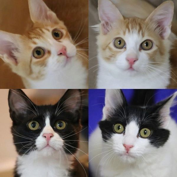 突然出会った4匹の子猫